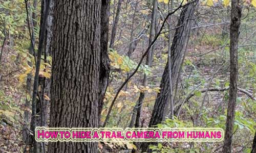 How to hide a trail camera from humans