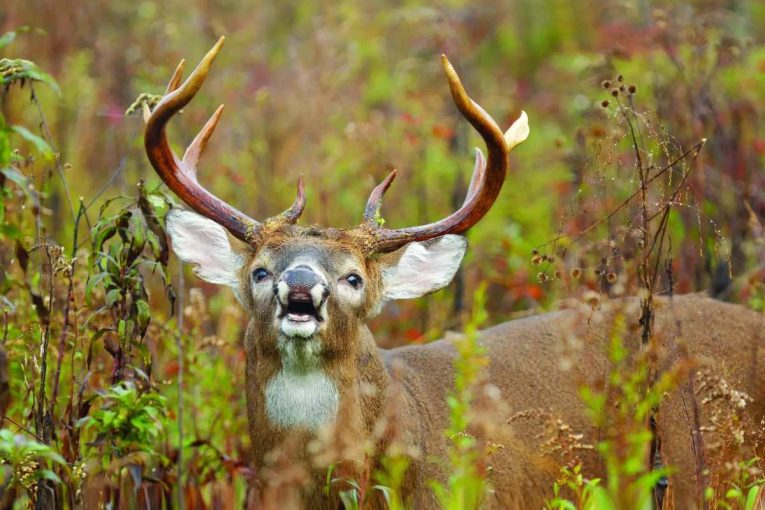 Are Deer Attracted to Menstrual Blood Myth Busted!