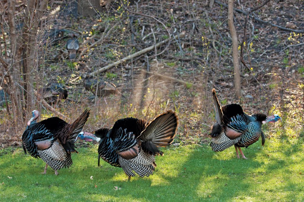 Do Turkeys Scare Away Deer Myth Unveiled