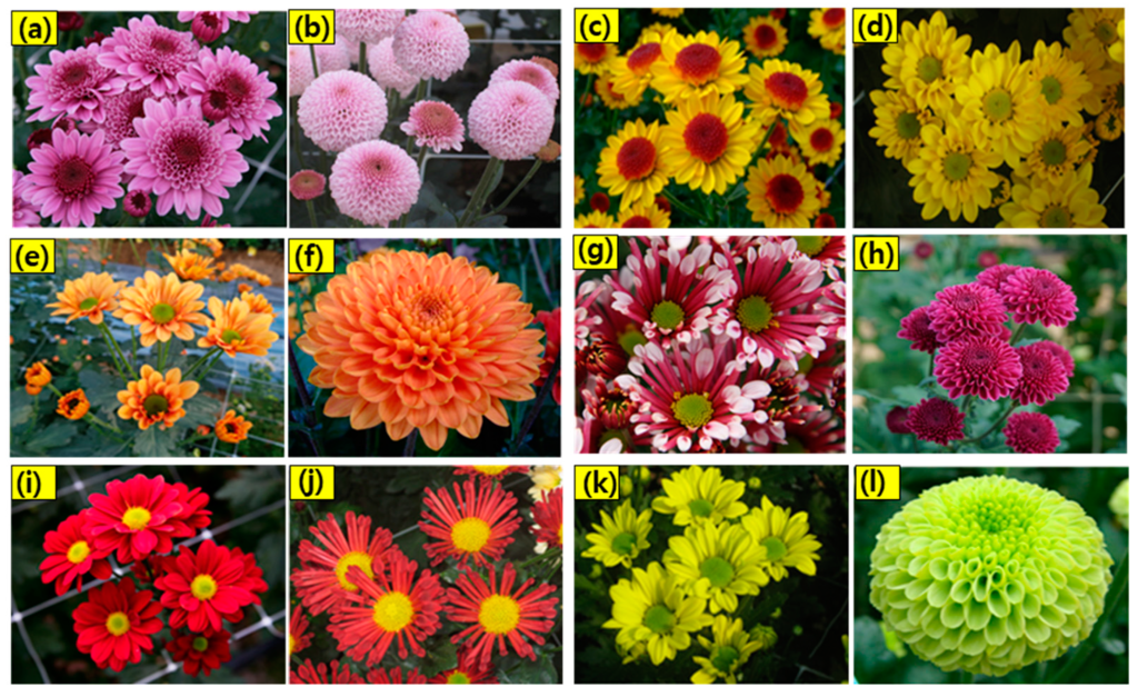 How Many Flower Species Exist Unveiling Earth's Bloom Variety