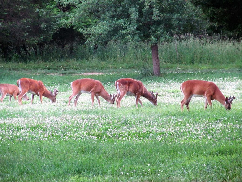what-food-plots-do-deer-like-best-top-picks-to-attract-bucks