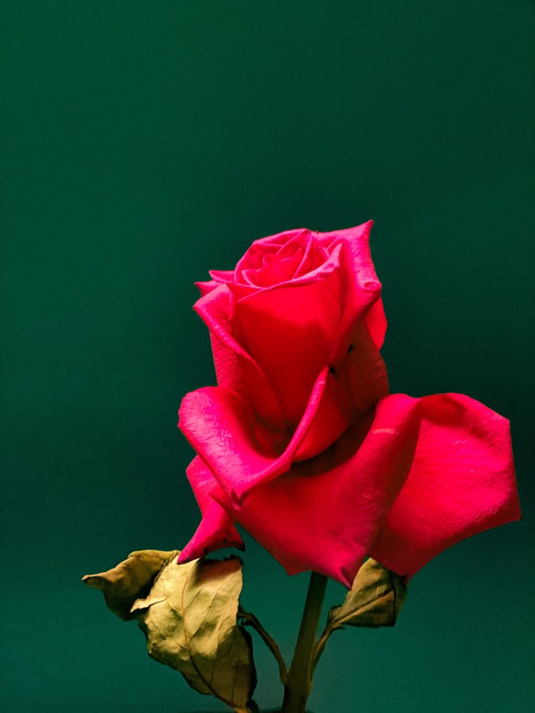 What is the Difference between Flower and Rose? Unveiling Myths!
