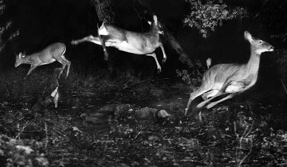What is a Trail Camera
