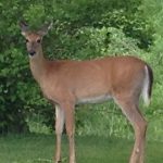 How Much Does A Deer Weigh