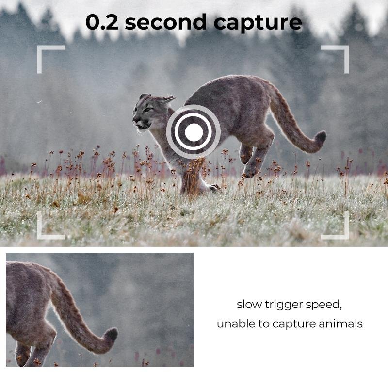 How To Capture Animals On Trail Camera