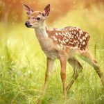 What Is A Baby Deer Called