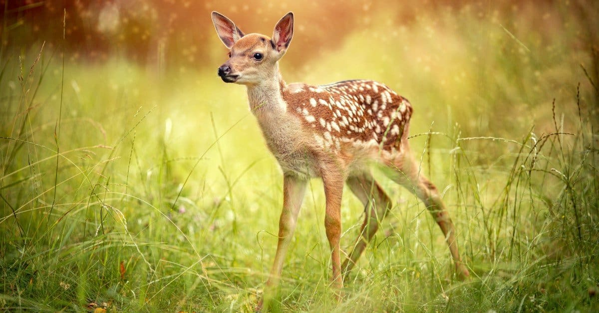 What Is A Baby Deer Called
