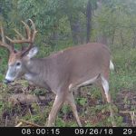 Do Deer Move In The Rain