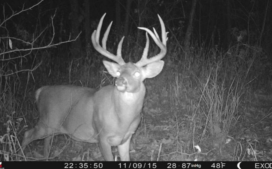 Do Deer Not Like Trail Cameras