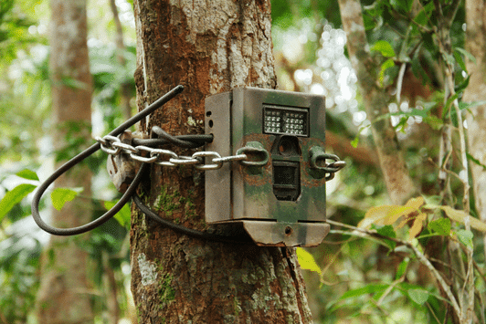 Trail Camera Vs Camera Trap