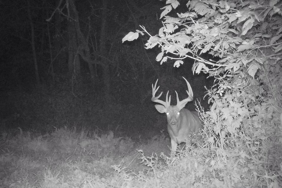 How To Attract Deer To Trail Camera
