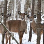 What Is A Group Of Deer Called