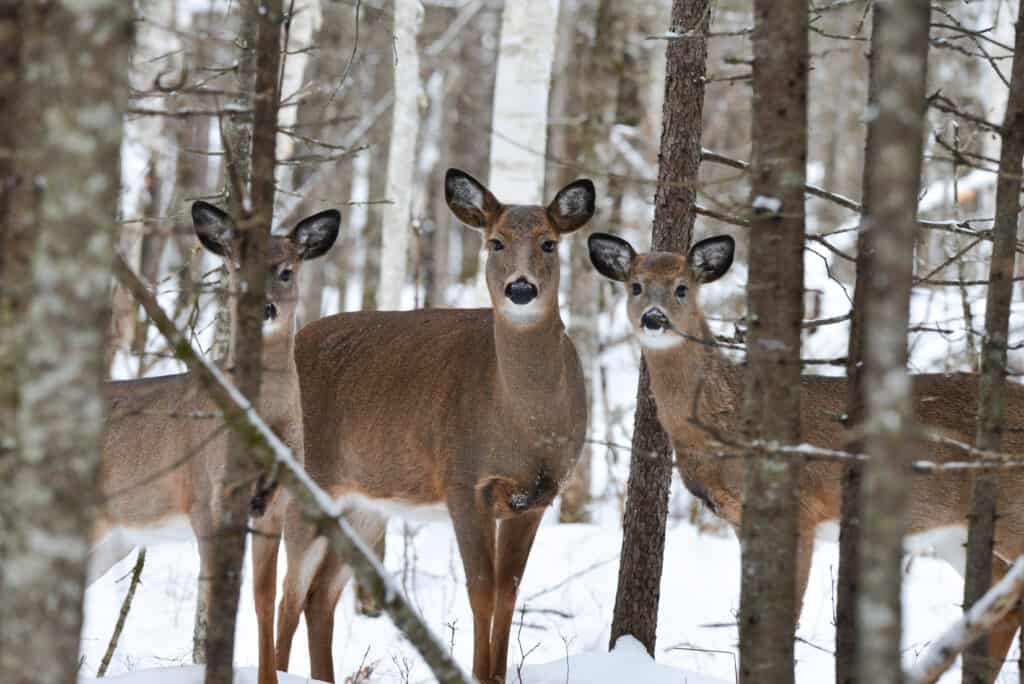 What Is A Group Of Deer Called