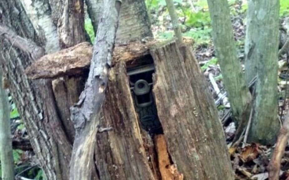 How To Hide Trail Camera From Thieves