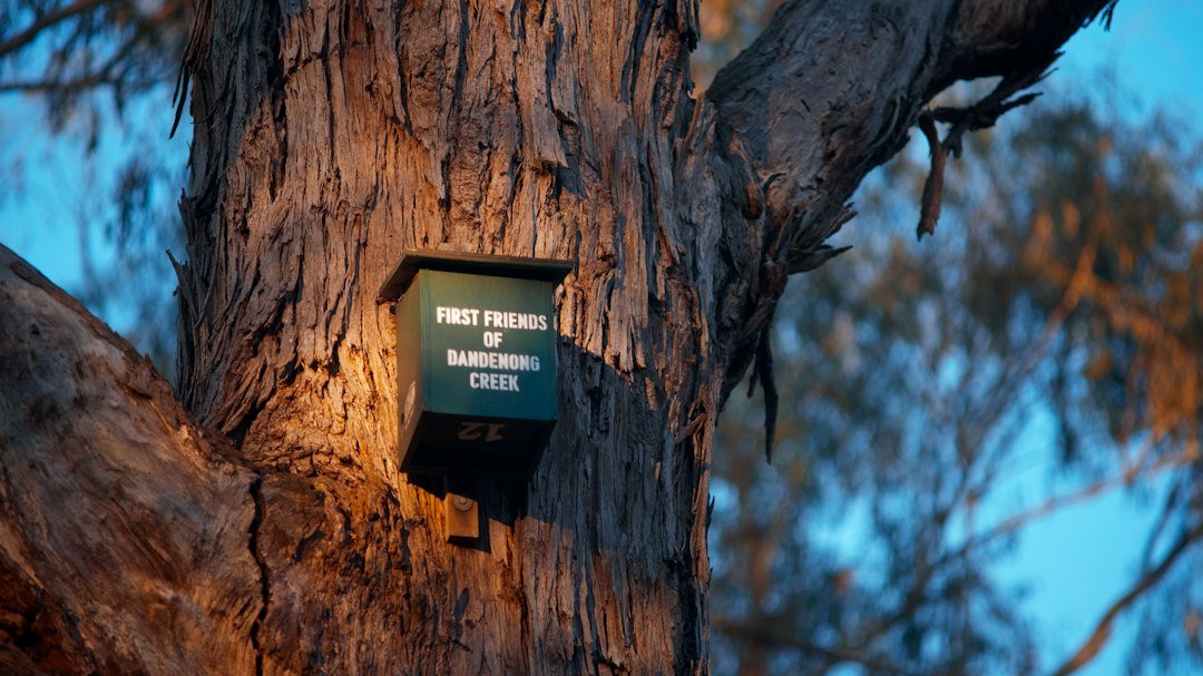 Wildlife monitoring box mounted on a tree for picture troubleshooting