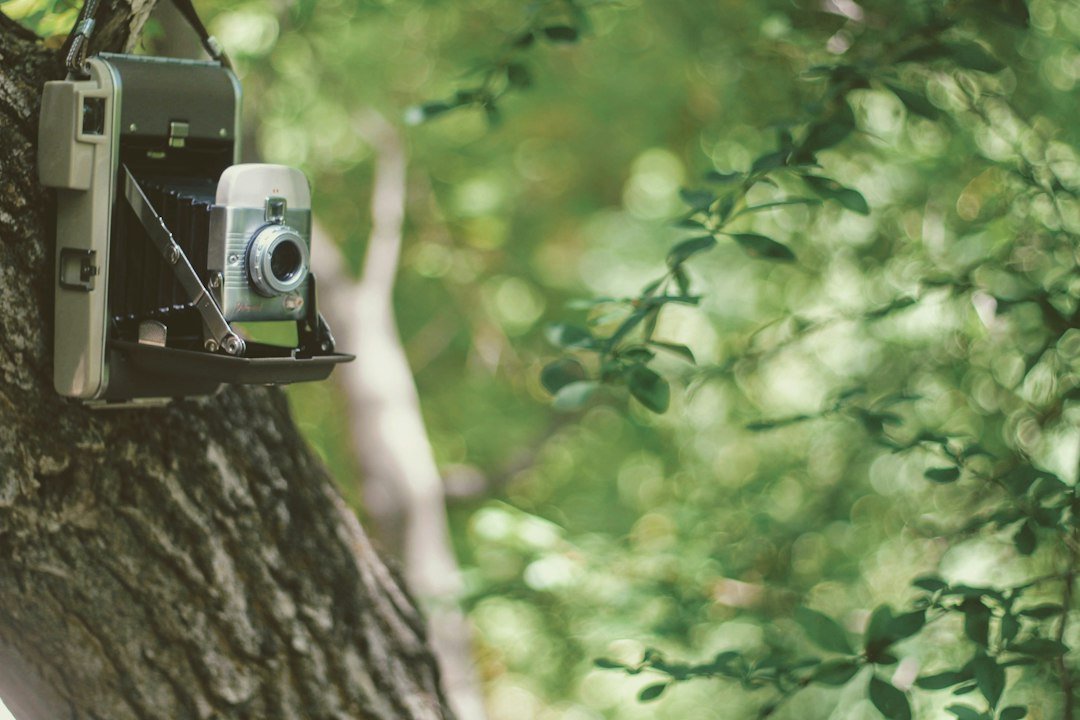 Outdoor camera equipment on a tree during firmware maintenance