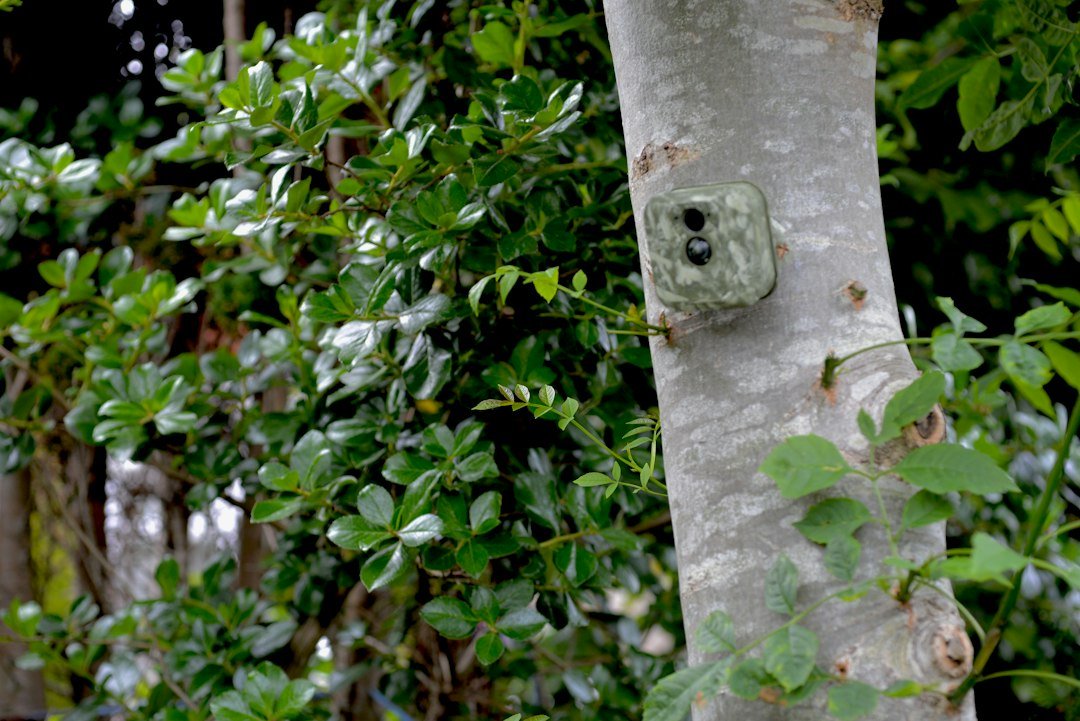 Cellular trail camera mounted on a tree for wildlife monitoring
