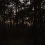 Dark forest at dusk illustrating Browning trail camera infrared night operation