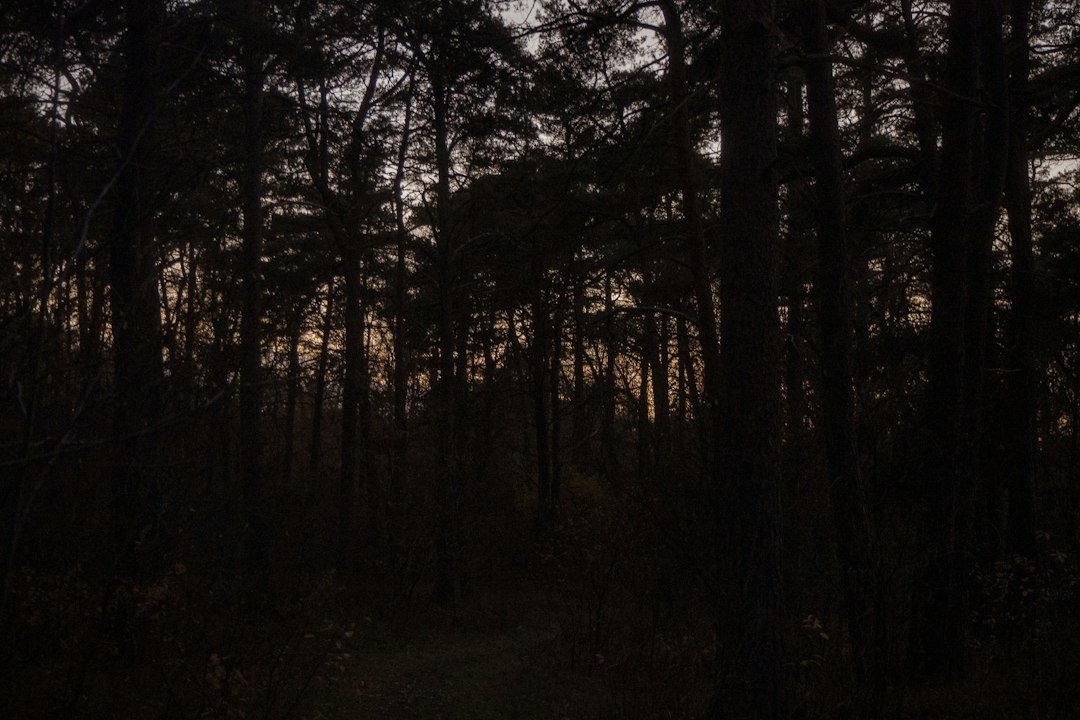 Dark forest at dusk illustrating Browning trail camera infrared night operation
