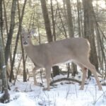 Deer on a woodland trail for Browning camera programming
