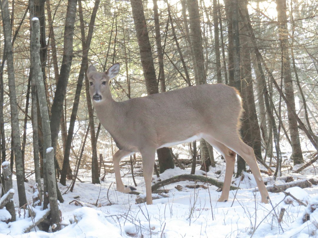 Deer on a woodland trail for Browning camera programming
