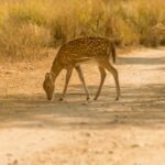 Deer walking through a field for Bushnell trail camera setup