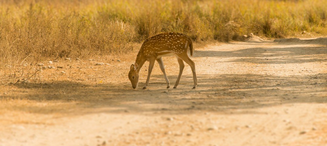 Deer walking through a field for Bushnell trail camera setup