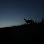 Deer standing in a meadow at dusk, illustrating deer behavior near trail cameras