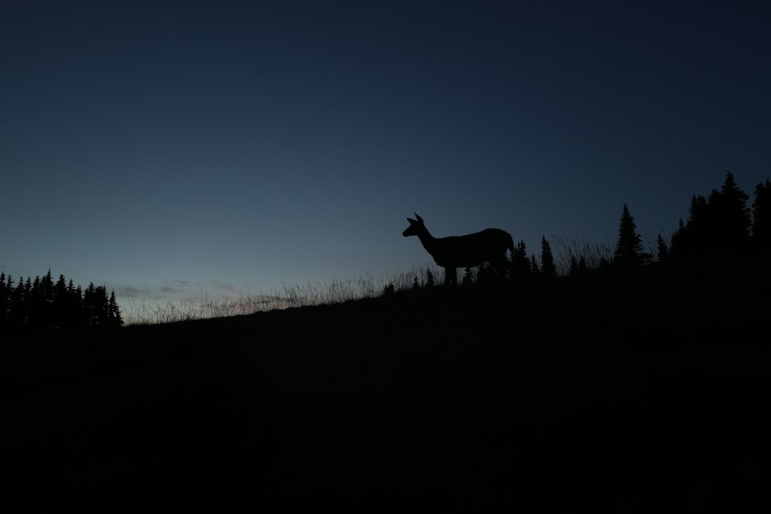 Deer standing in a meadow at dusk, illustrating deer behavior near trail cameras
