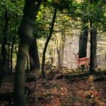 Deer in woodland habitat illustrating a trail camera PIR motion detection target
