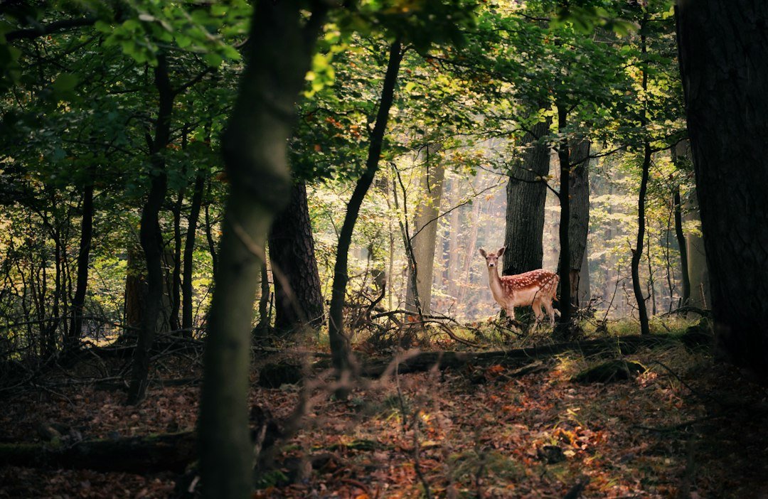 Deer in woodland habitat illustrating a trail camera PIR motion detection target