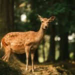 Deer emerging behind a tree in a forest, illustrating trail camera image detail
