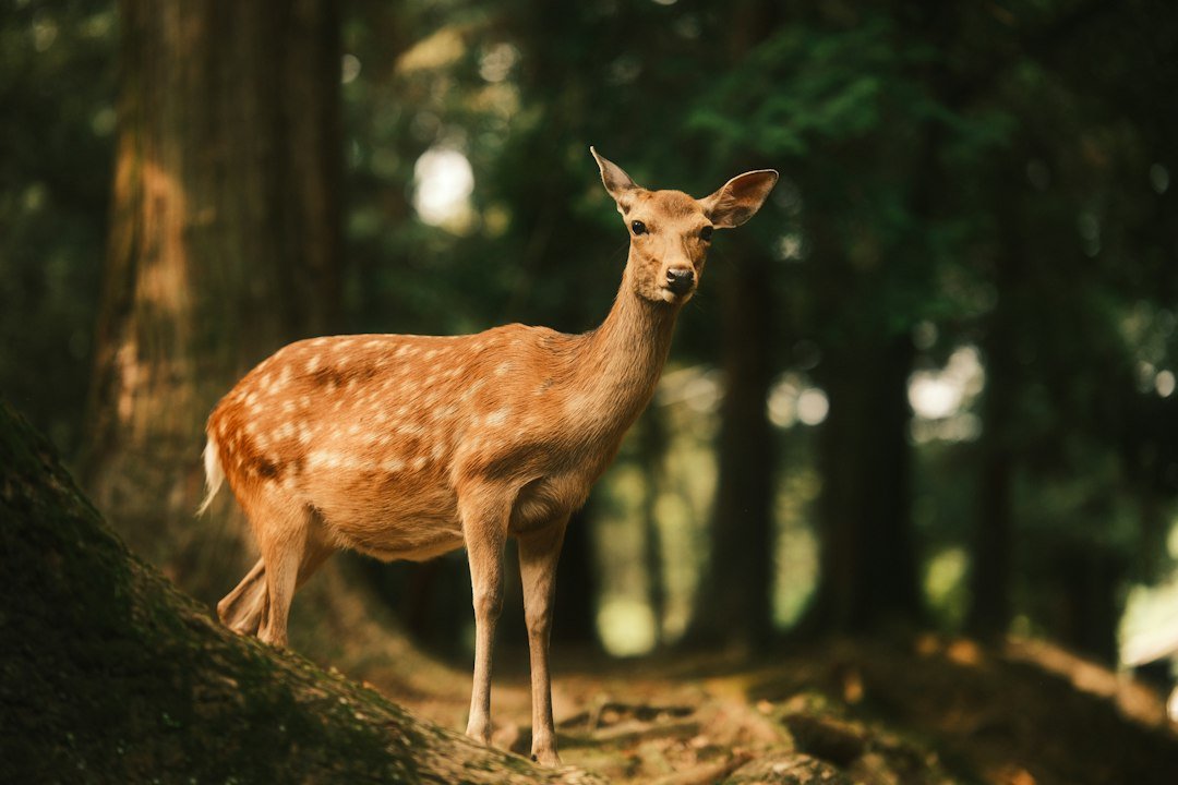 Deer emerging behind a tree in a forest, illustrating trail camera image detail