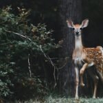 Deer on a woodland trail monitored by a trail camera