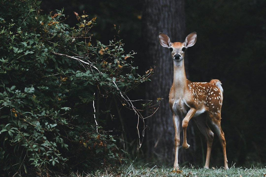 Deer on a woodland trail monitored by a trail camera