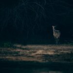 Wild blue bull in woodland for GardePro A3 camera setup