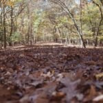 Leafy forest trail with moving vegetation near a trail camera detection zone