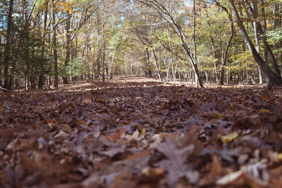 Leafy forest trail with moving vegetation near a trail camera detection zone