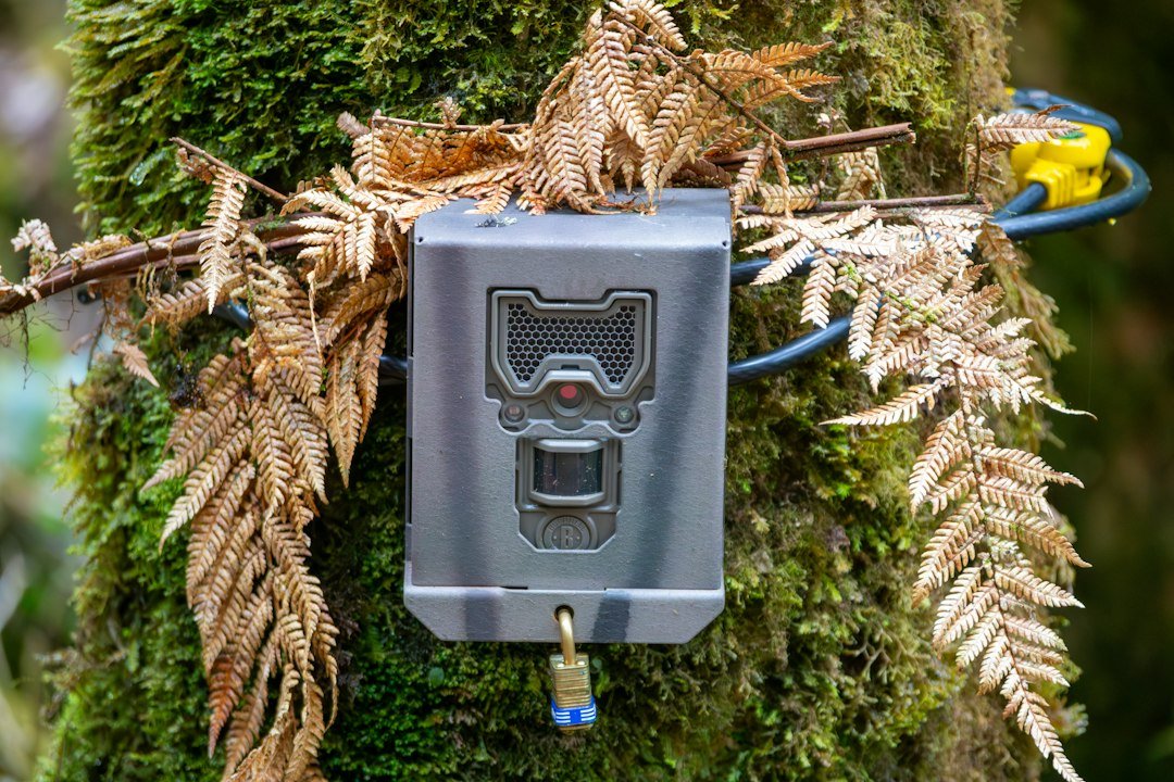 Trail camera secured with a lock and cable on a moss-covered tree