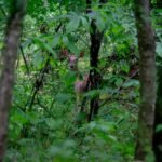 Deer peeking through woodland foliage near a camera site