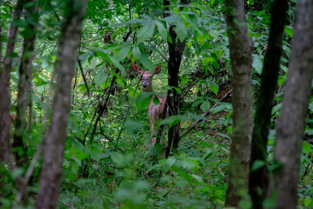 Deer peeking through woodland foliage near a camera site