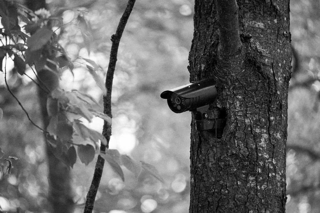 Trail camera mounted on a tree while its date and time are configured