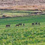 Herd of deer grazing in an open green field, a scene suitable for trail camera time-lapse monitoring