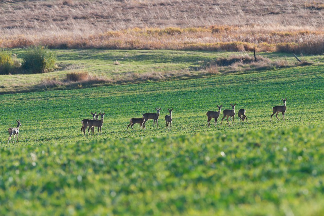 Herd of deer grazing in an open green field, a scene suitable for trail camera time-lapse monitoring