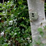 Trail camera attached to tree trunk in forest for wildlife monitoring