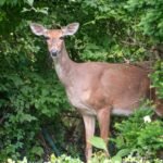 White-tailed deer in forest illustrating trail camera shot lag and repeat triggers