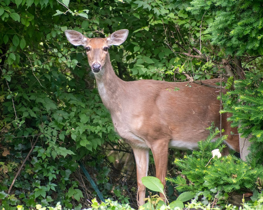 White-tailed deer in forest illustrating trail camera shot lag and repeat triggers