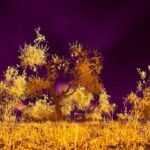 Colorized infrared woodland scene illustrating trail camera fill light distance