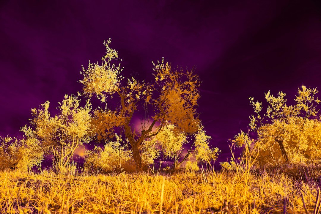 Colorized infrared woodland scene illustrating trail camera fill light distance