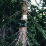 Woodland environment where trail cameras are commonly installed